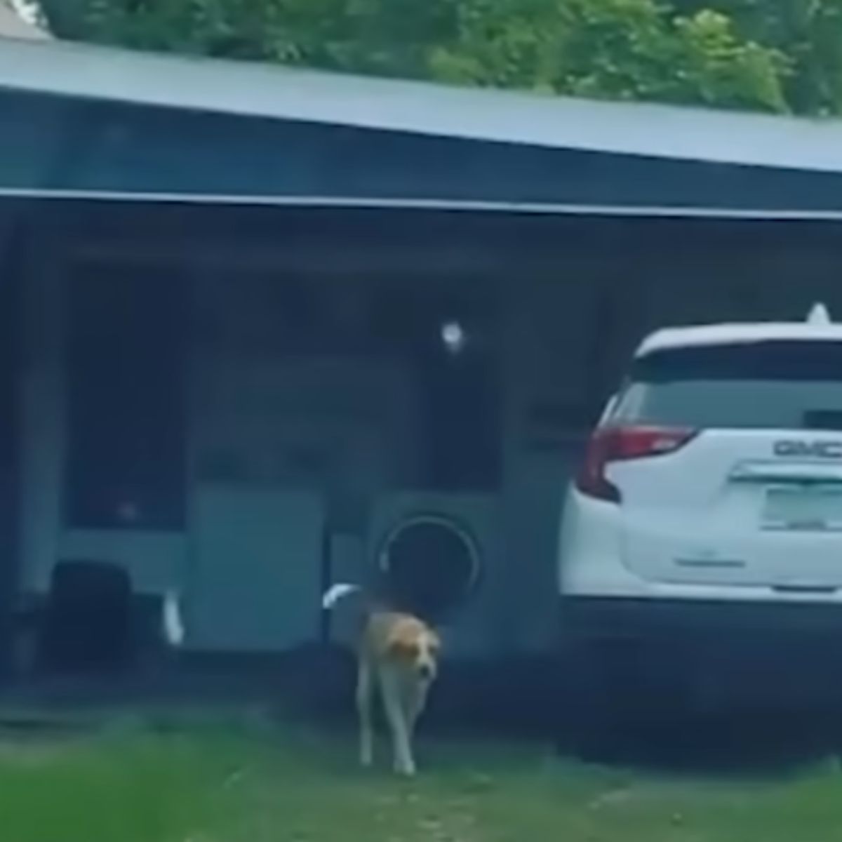 cute stray dog