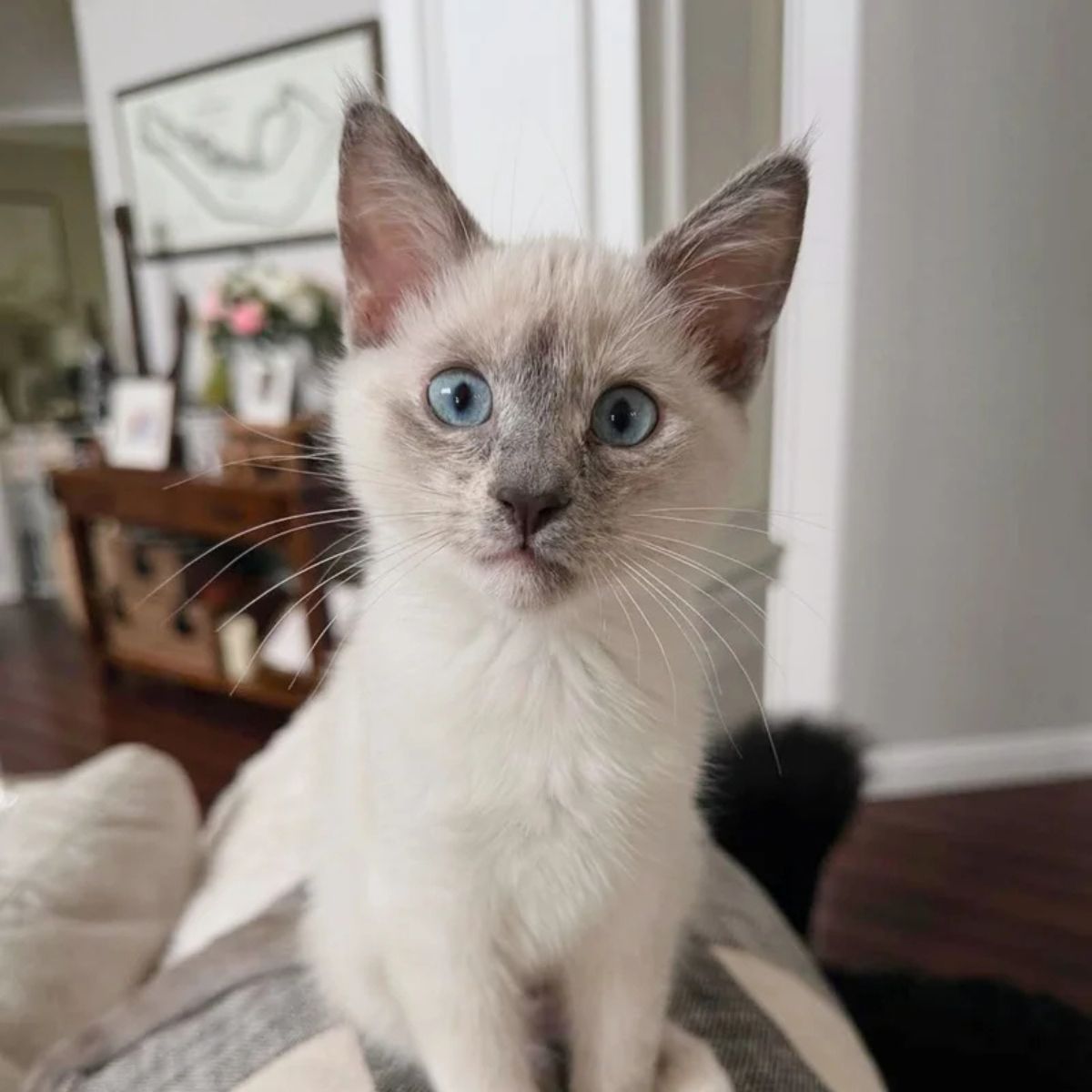cute white kitten