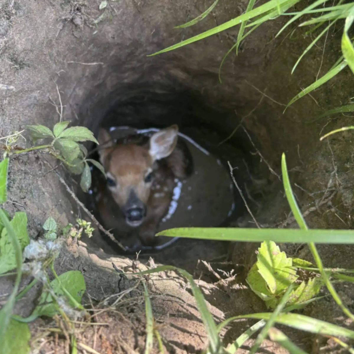 deer in pit