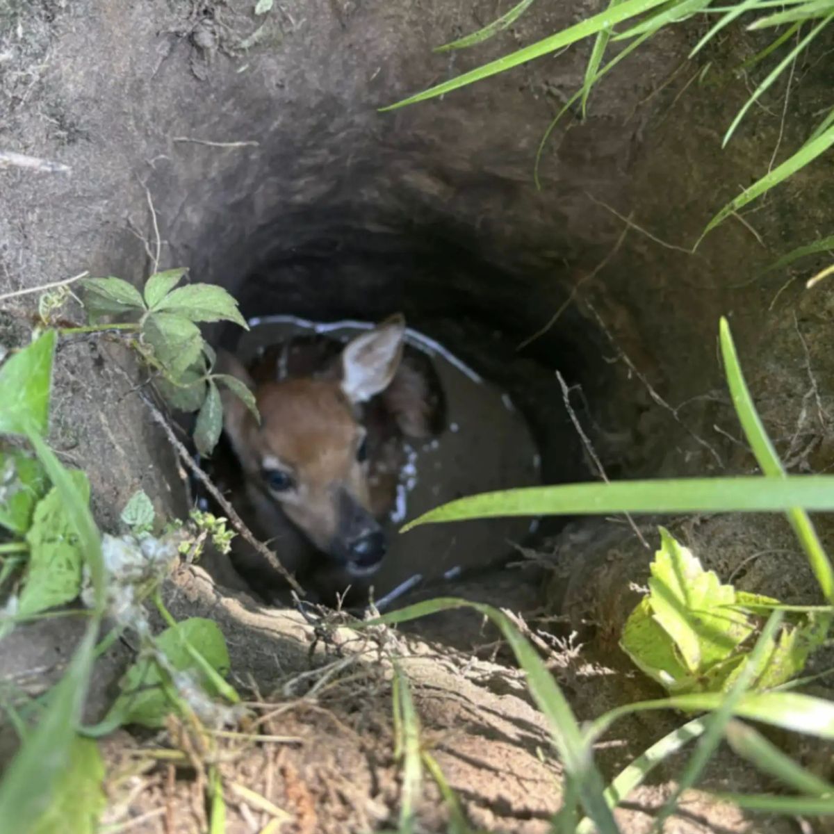 deer stuck in pit
