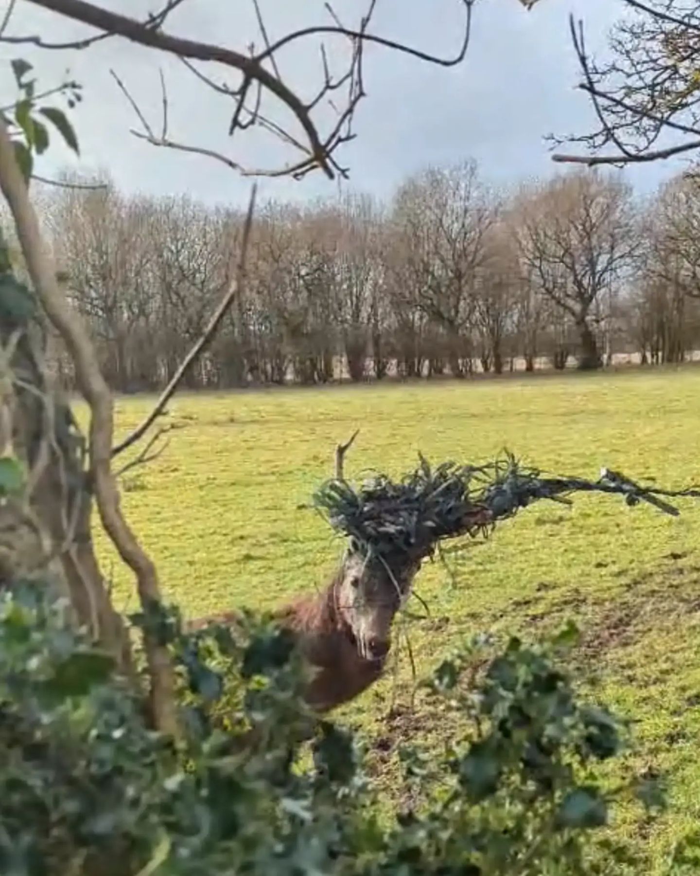 deer trapped in wires