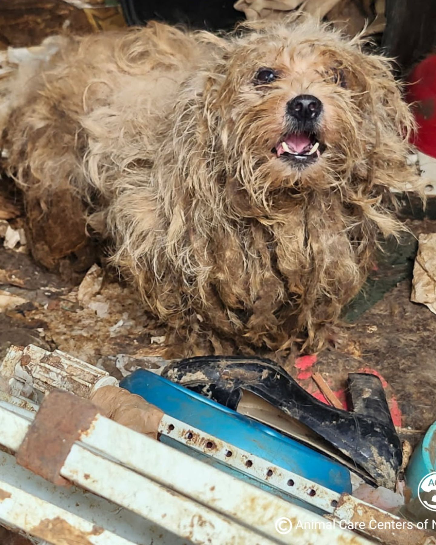 dirty dog