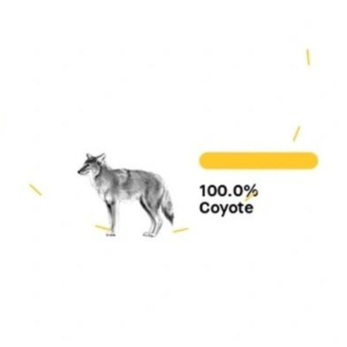 dna of coyote
