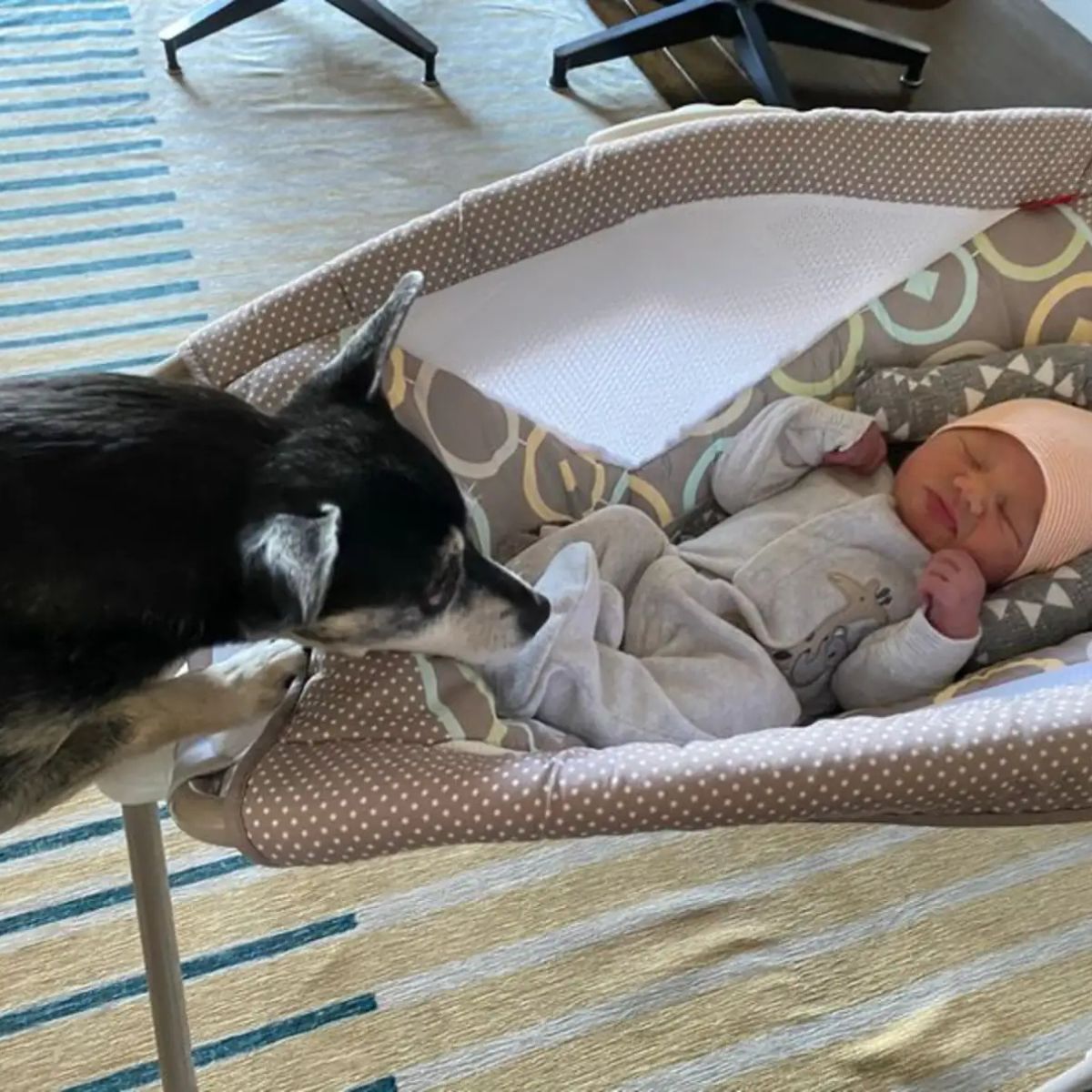 dog and baby