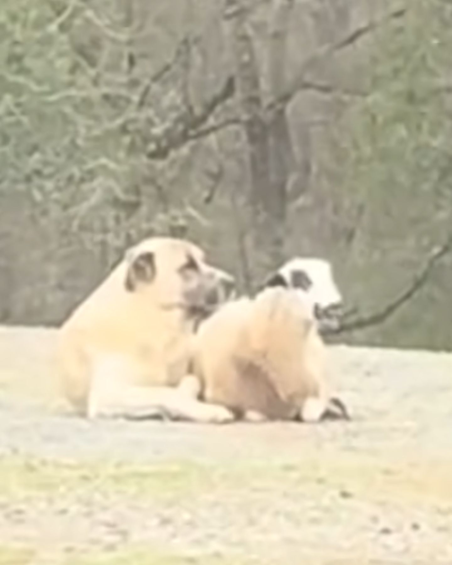 dog and lamb laying down