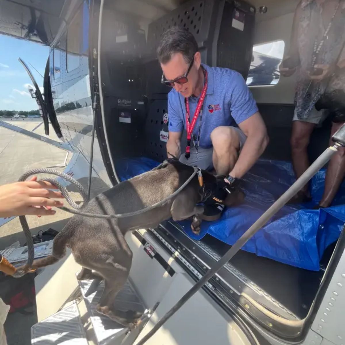 dog and pilot