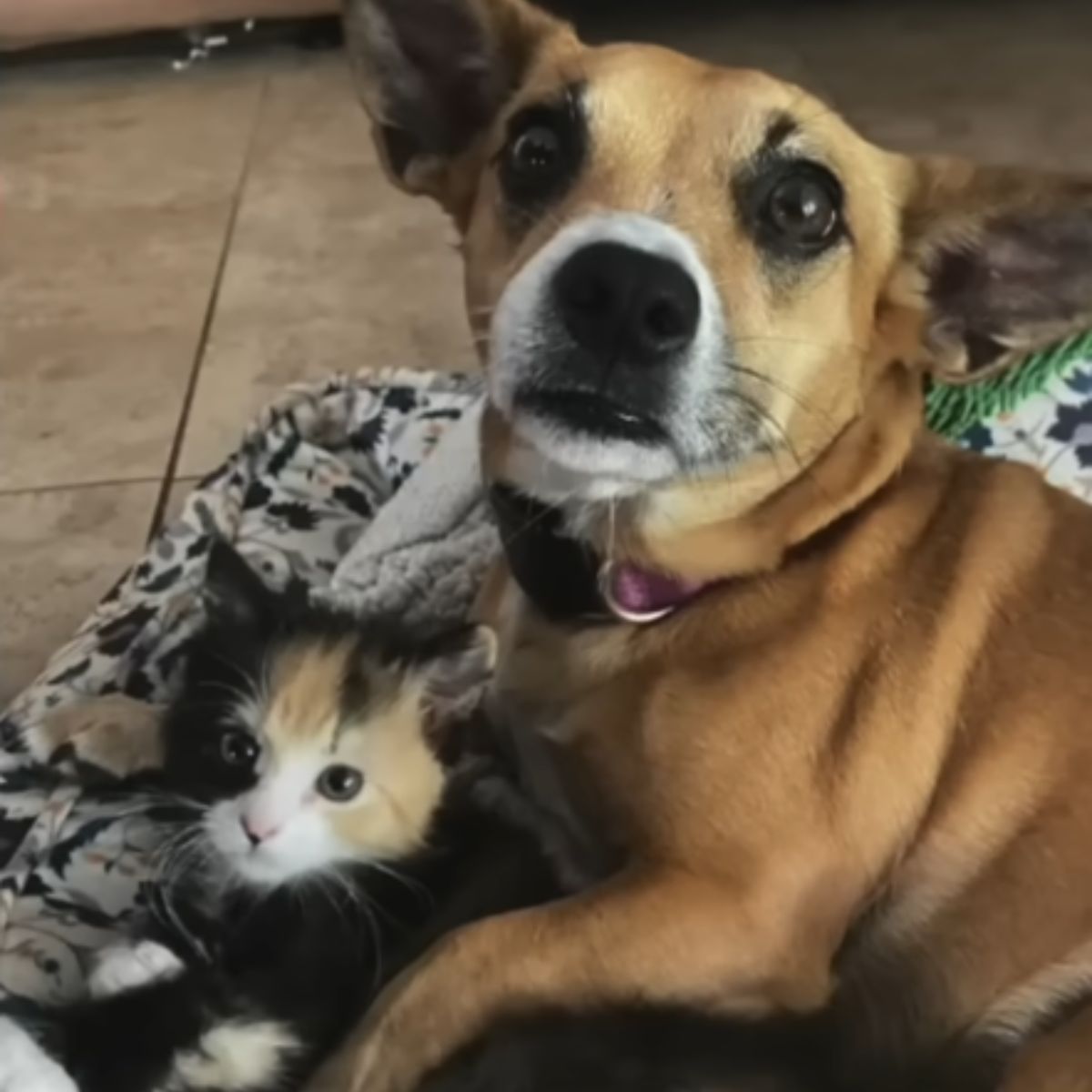 dog and tiny kitten