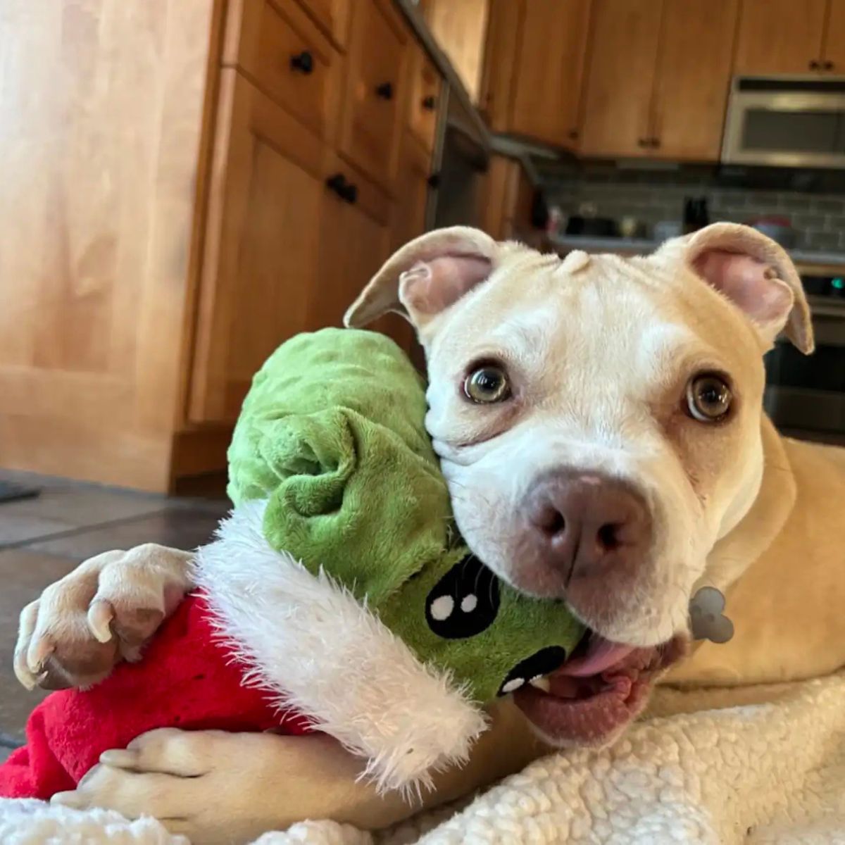 dog and toy