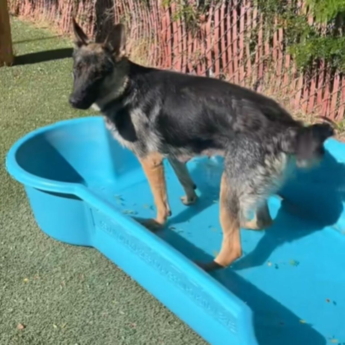 dog bathing