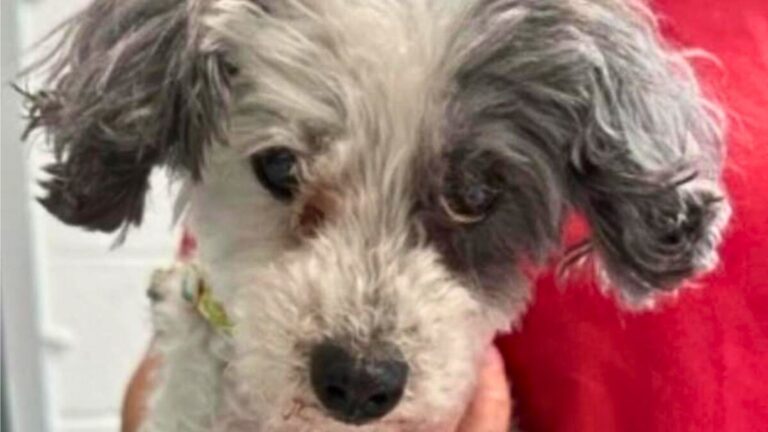 Dog Dumped In Virginia Parking Lot With Her Possessions And A Note That Breaks Hearts