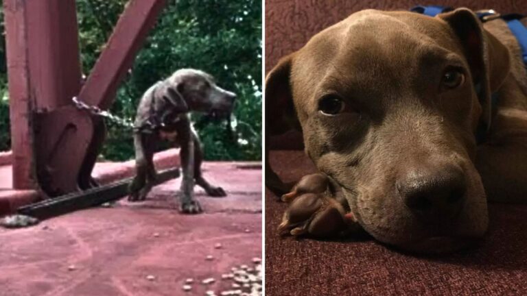 Wisconsin Railway Workers Stunned After Discovering A Dog Tied To A Moving Train