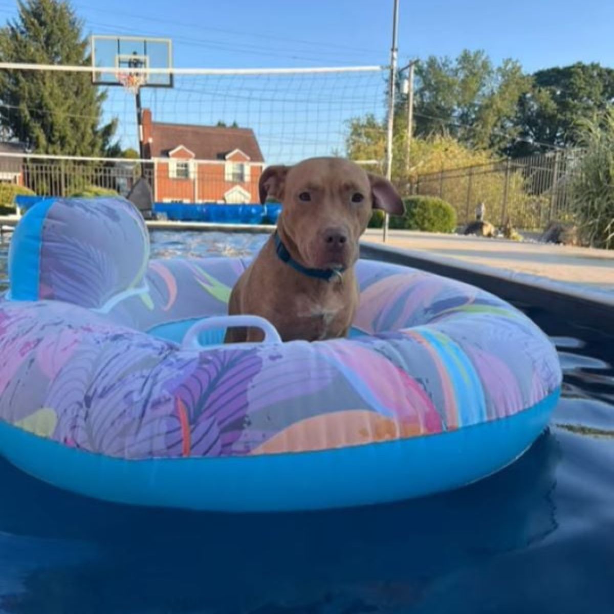 dog in a floaty