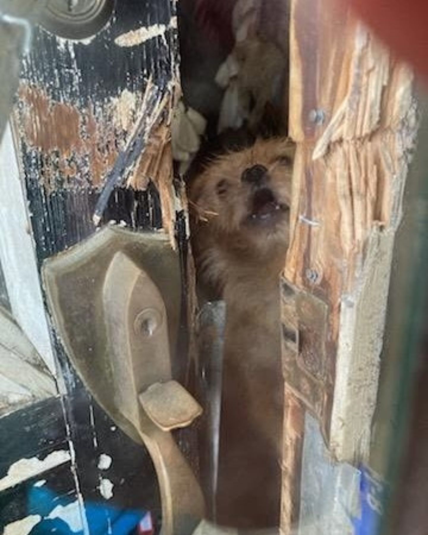 dog in abandoned house
