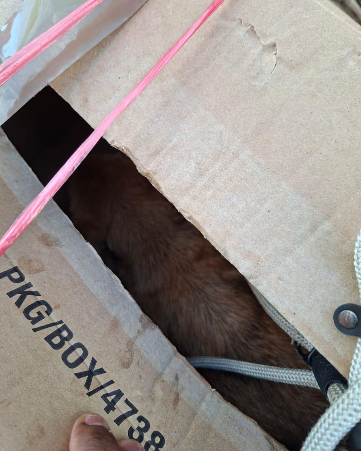 dog in box
