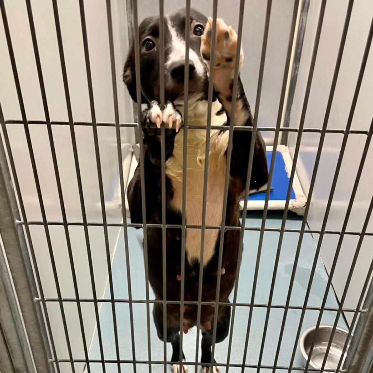 dog in cage