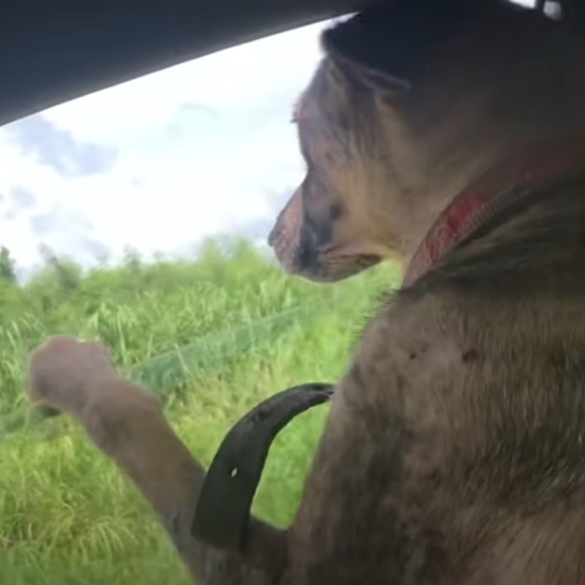 dog in car
