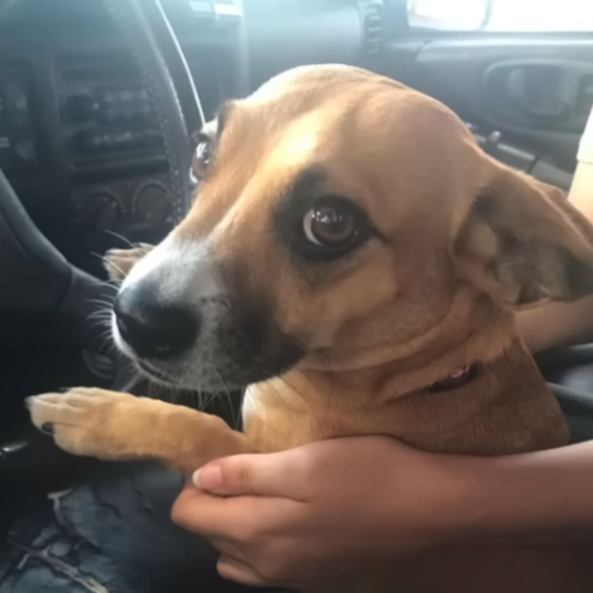 dog in car