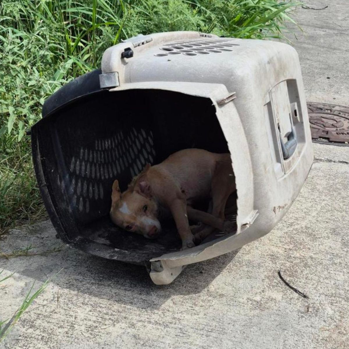 dog in crate