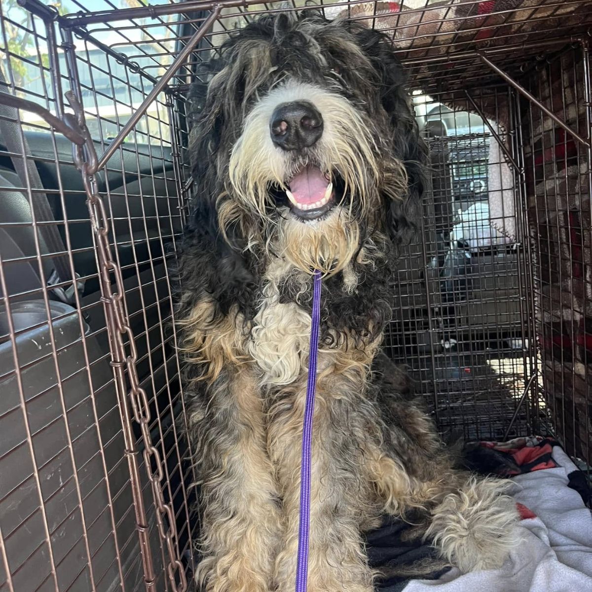 dog in crate