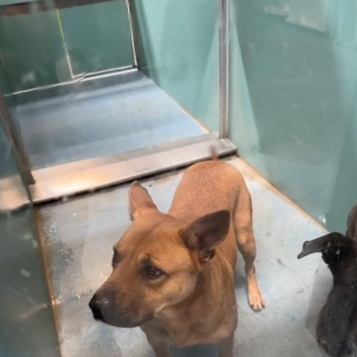 dog in crate
