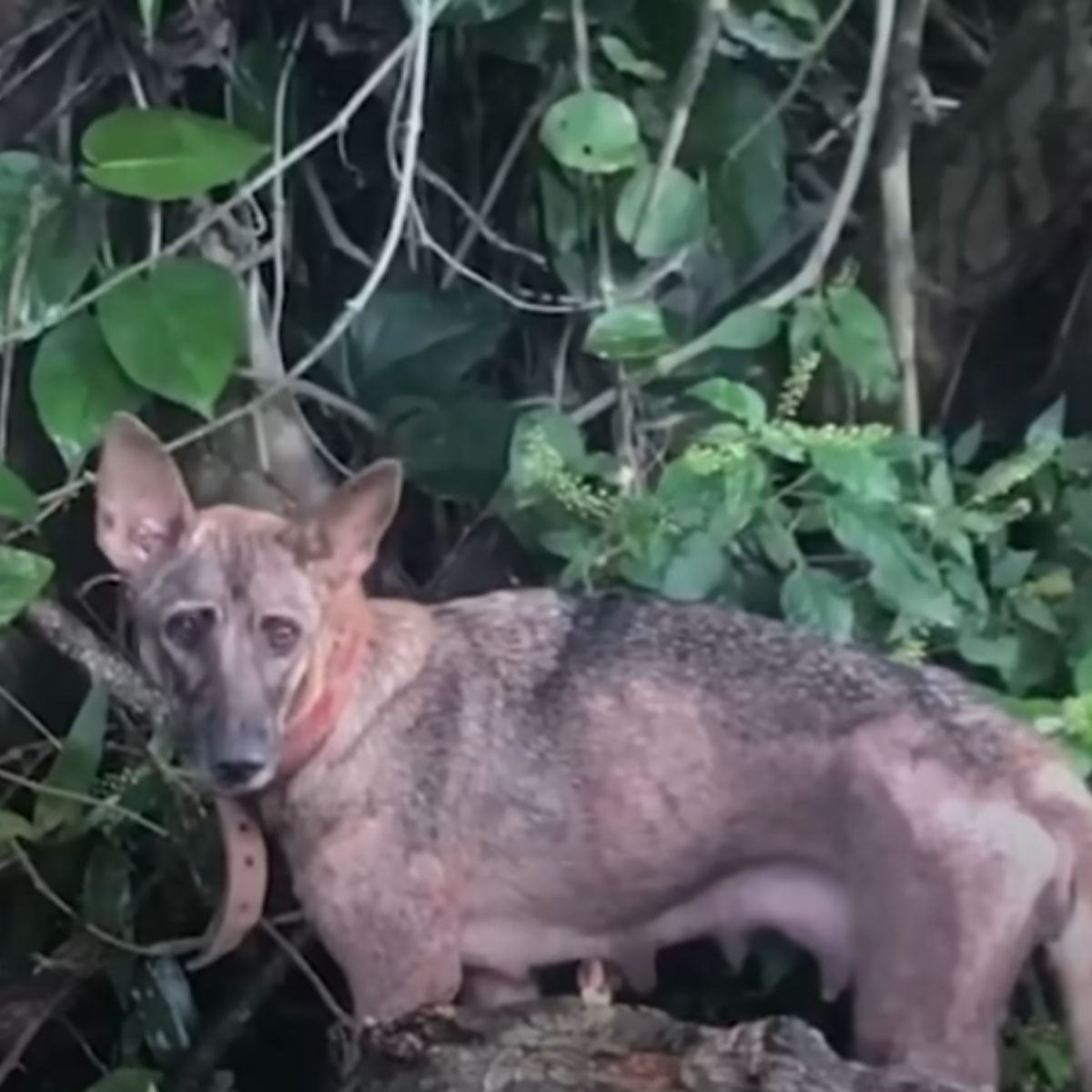 dog in forest