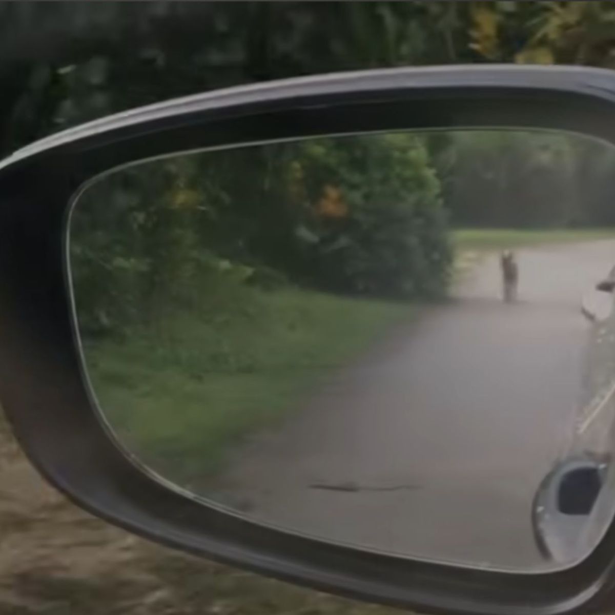 dog in mirror
