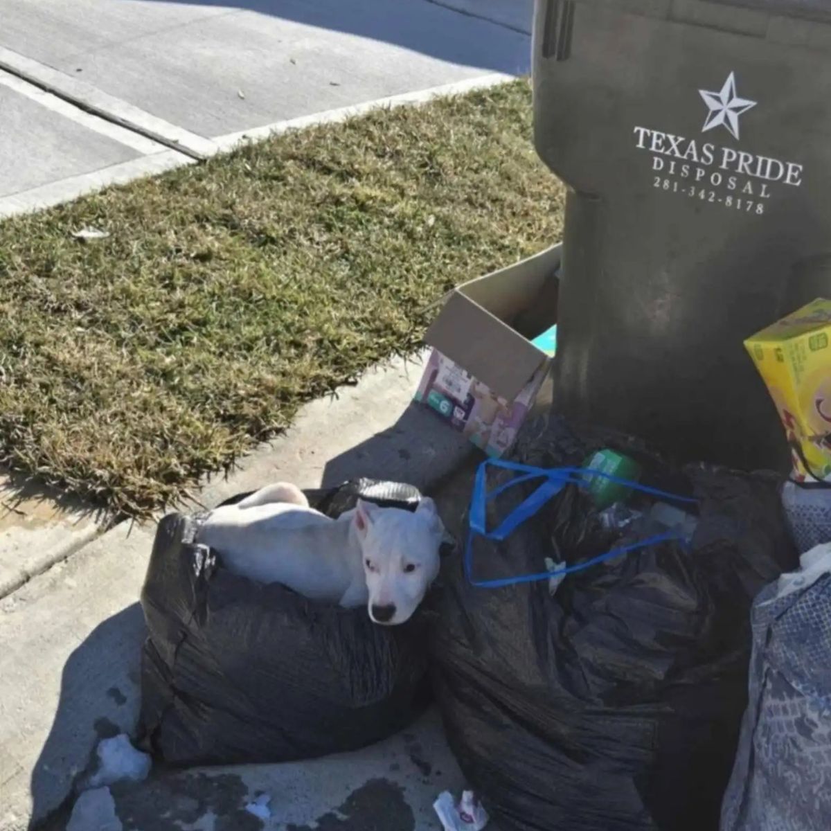 dog in trash