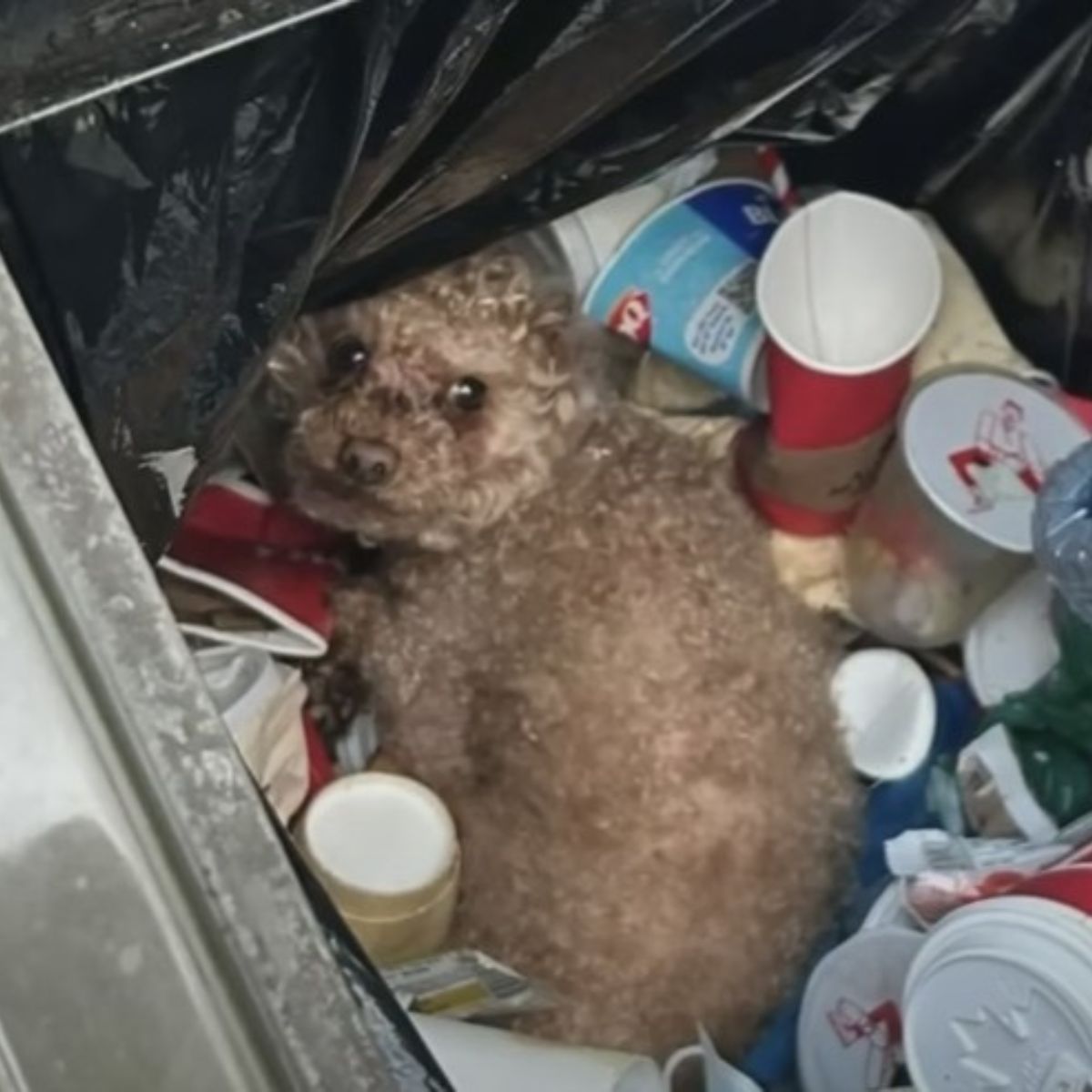 dog in trash