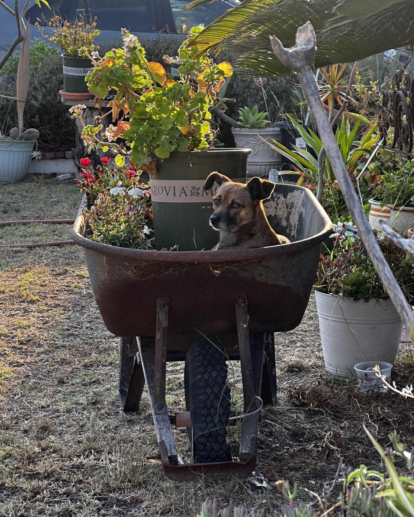 dog in wheelbarrow