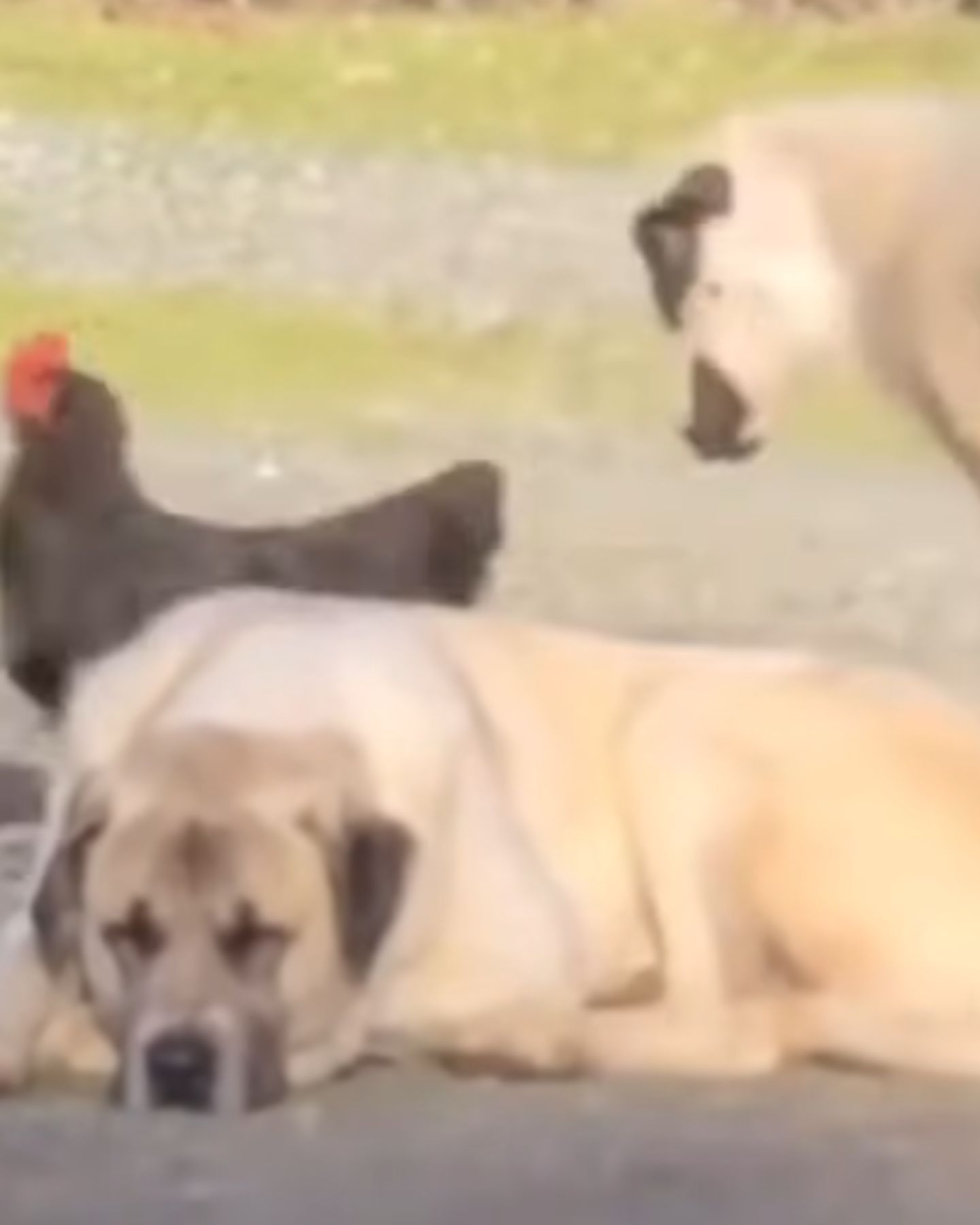 dog lamb and hen