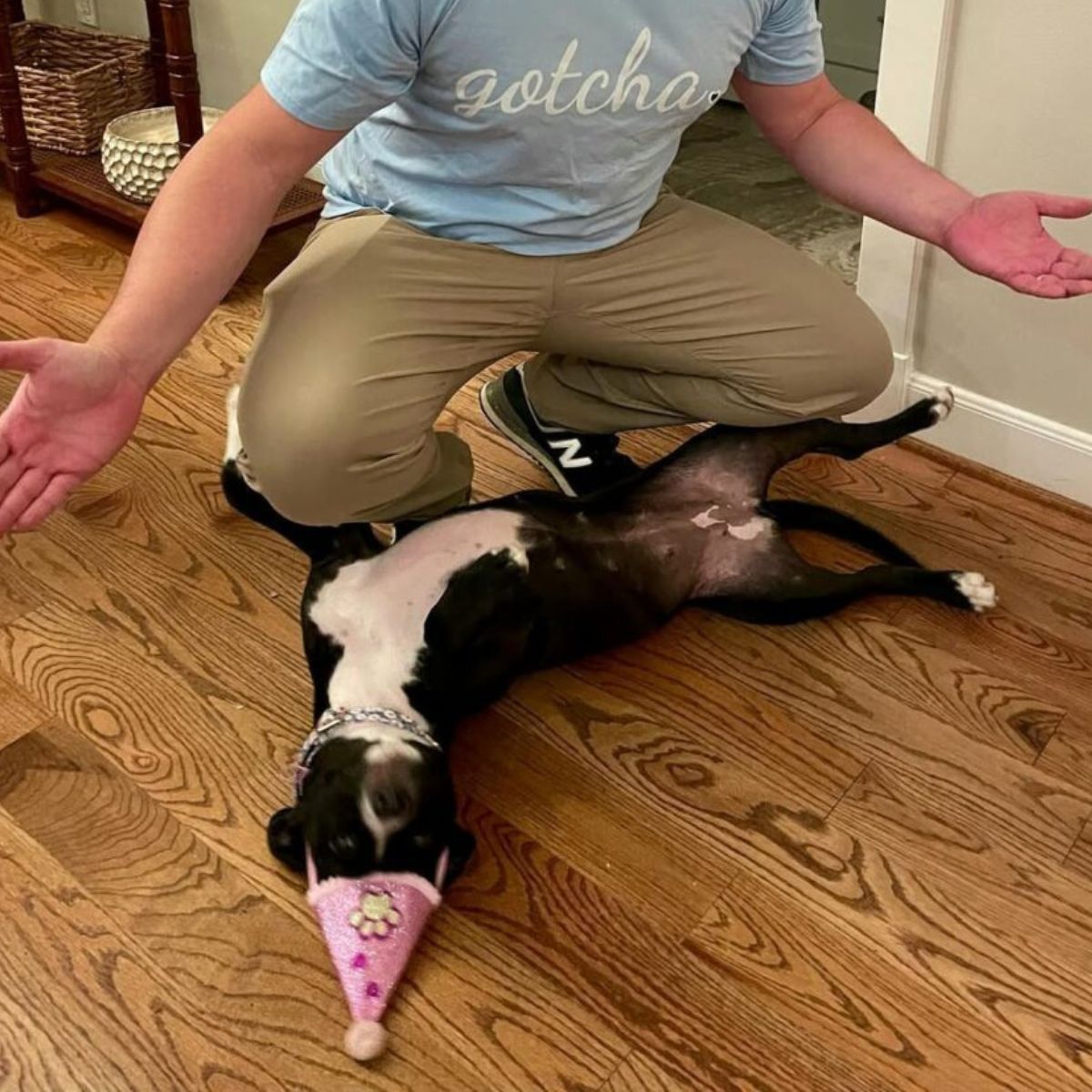 dog laying on the floor