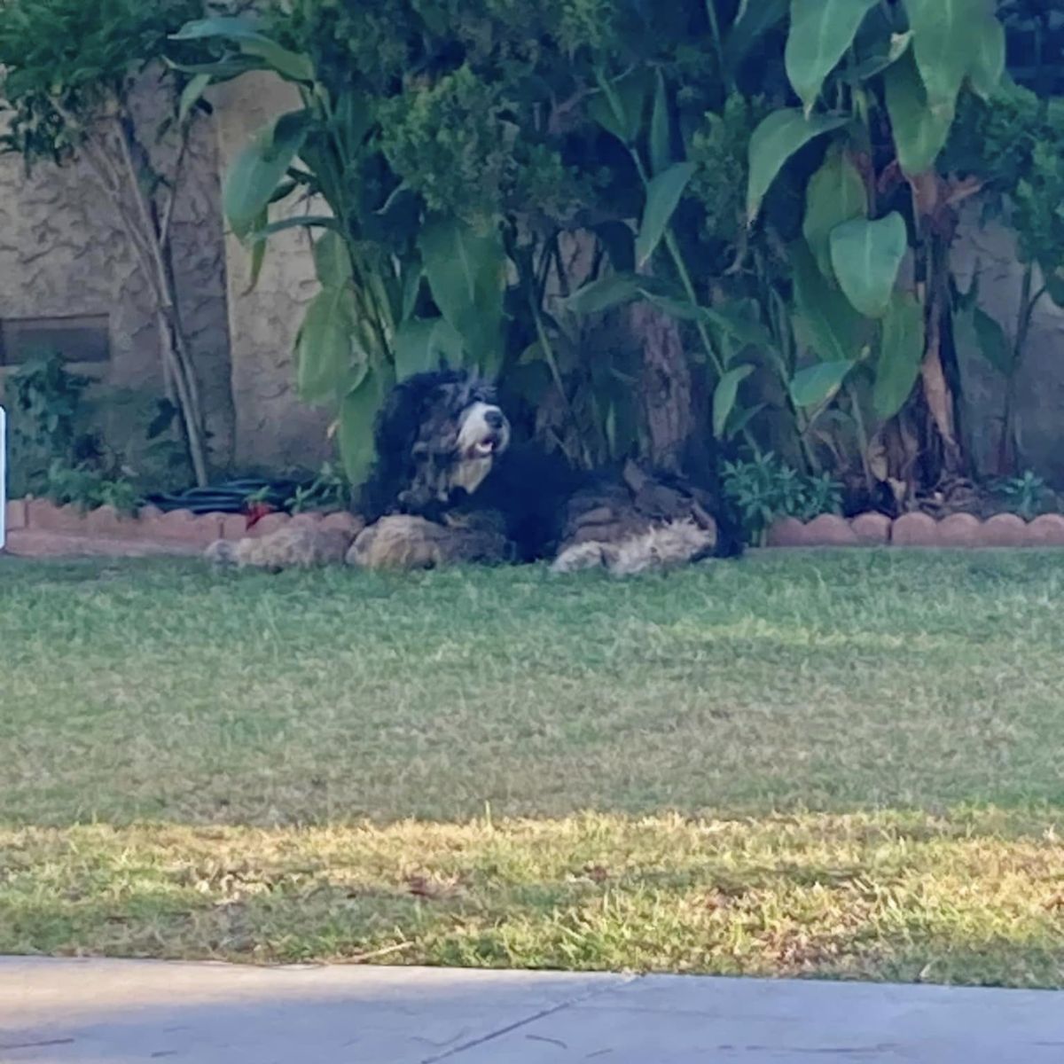 dog laying on the grass