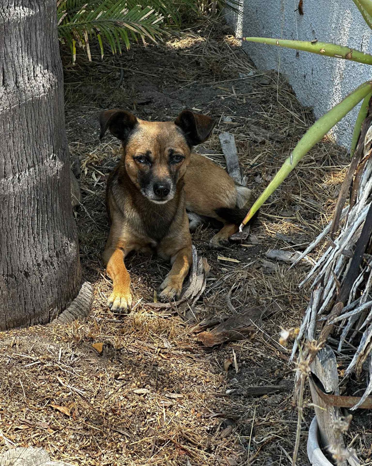 dog laying on the ground