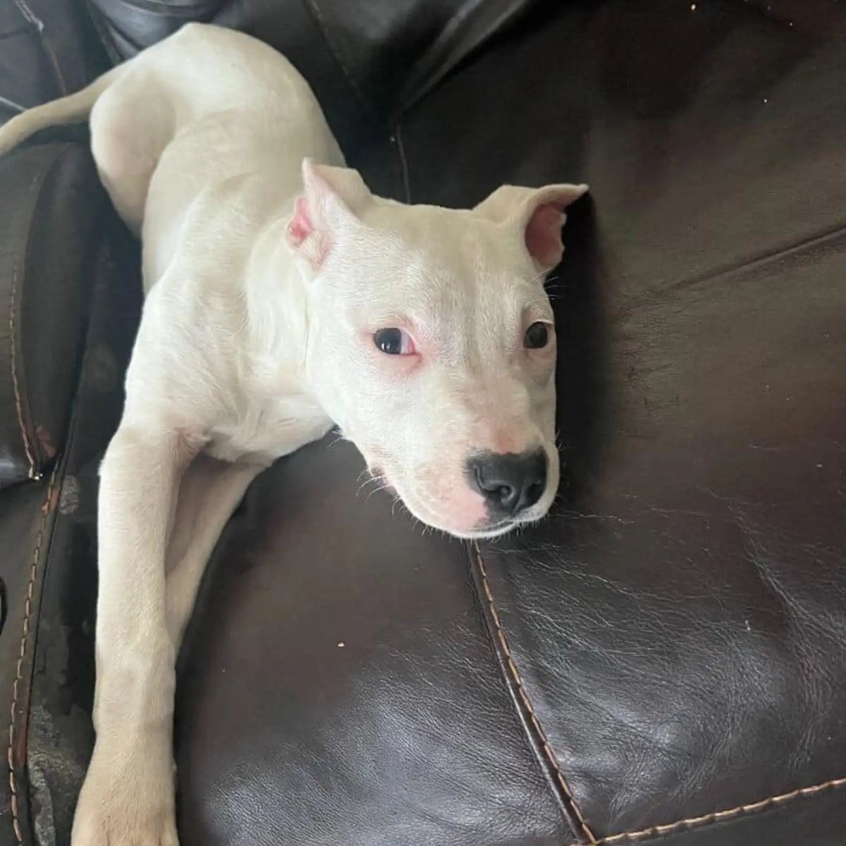 dog lying on couch