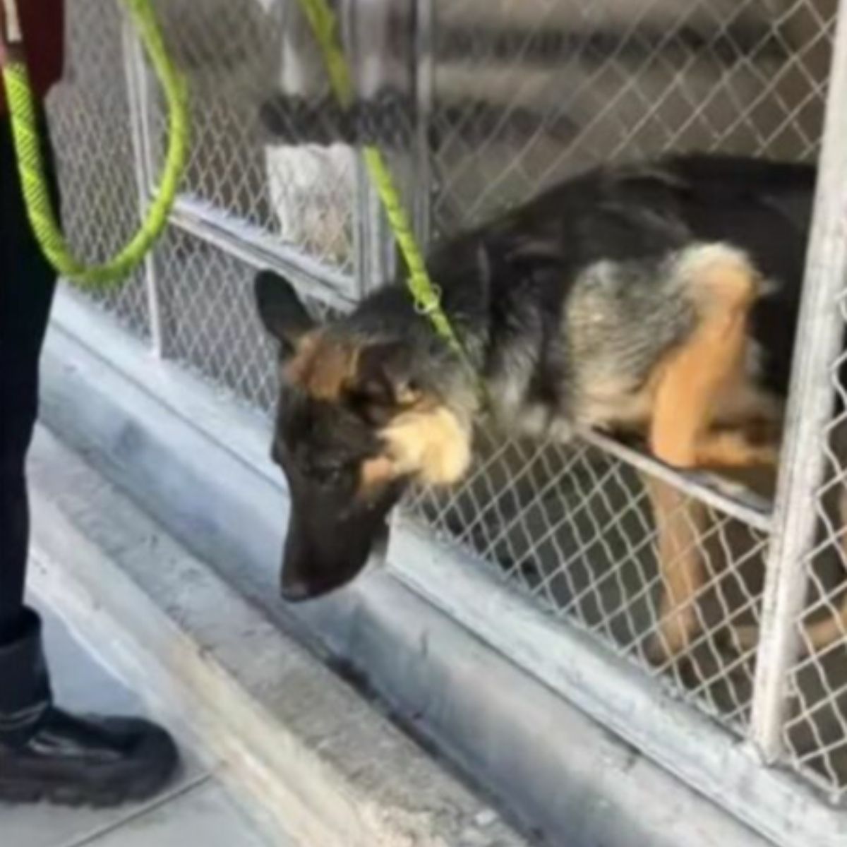dog on a leash