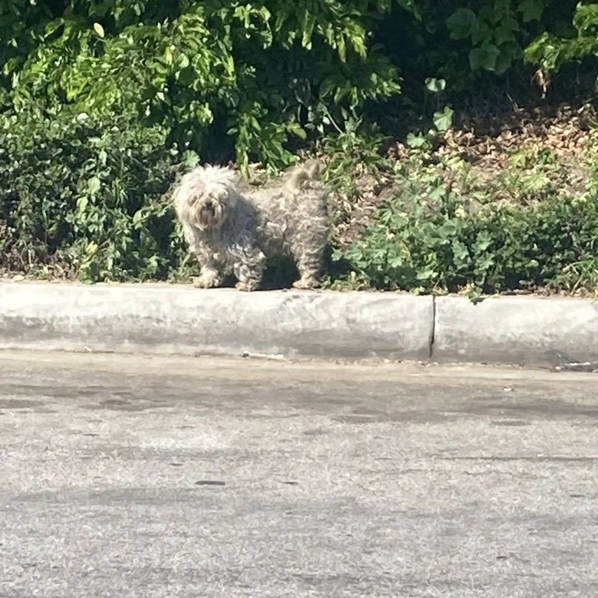 dog on a sidewalk
