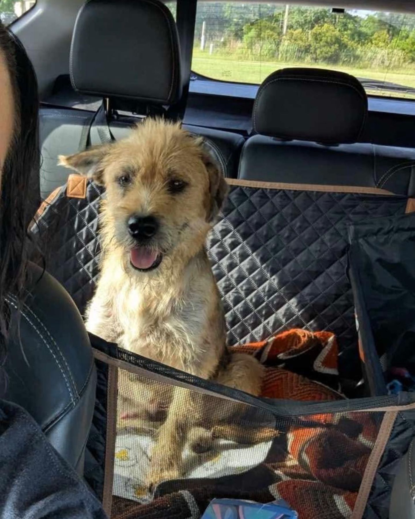 dog on back seat