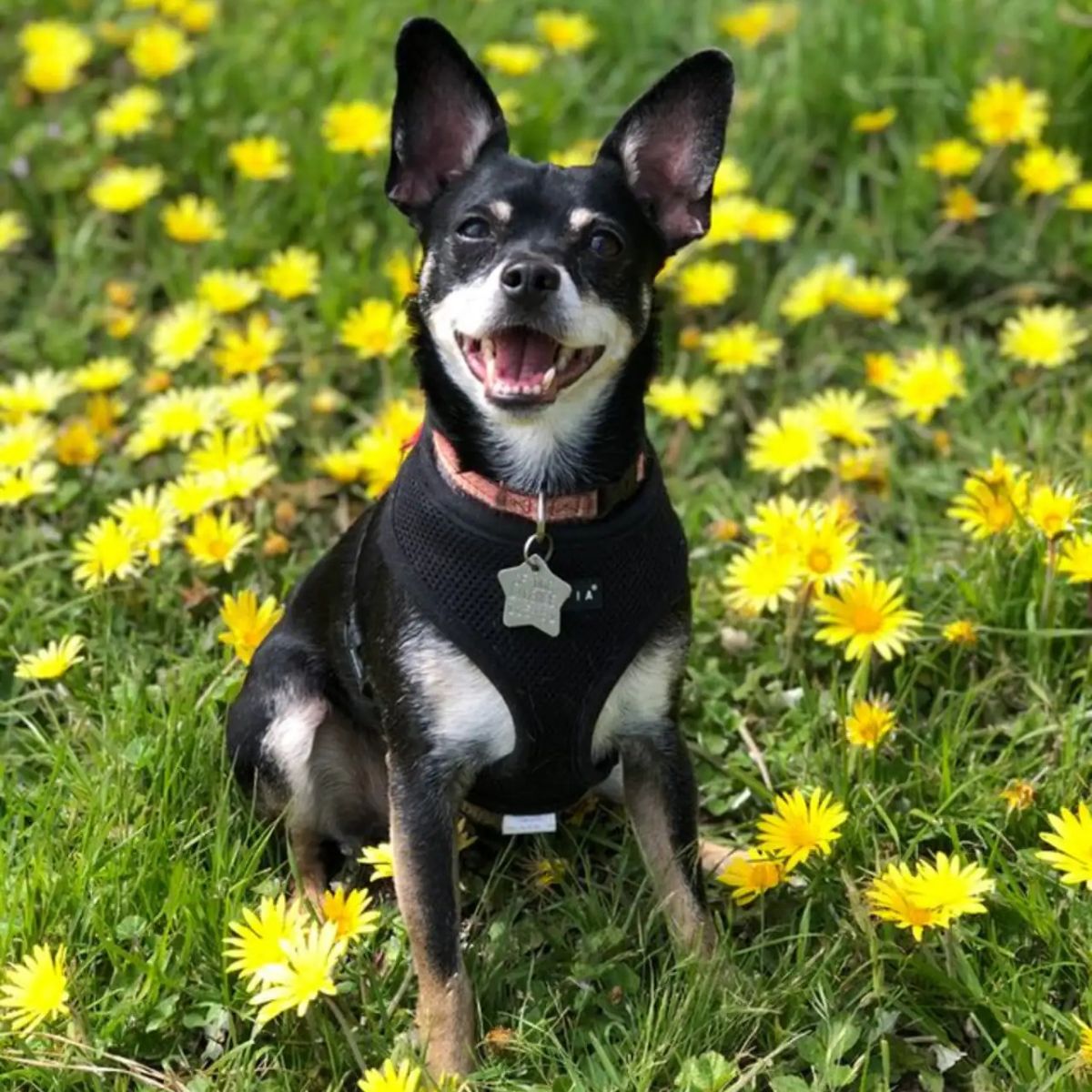 dog on grass