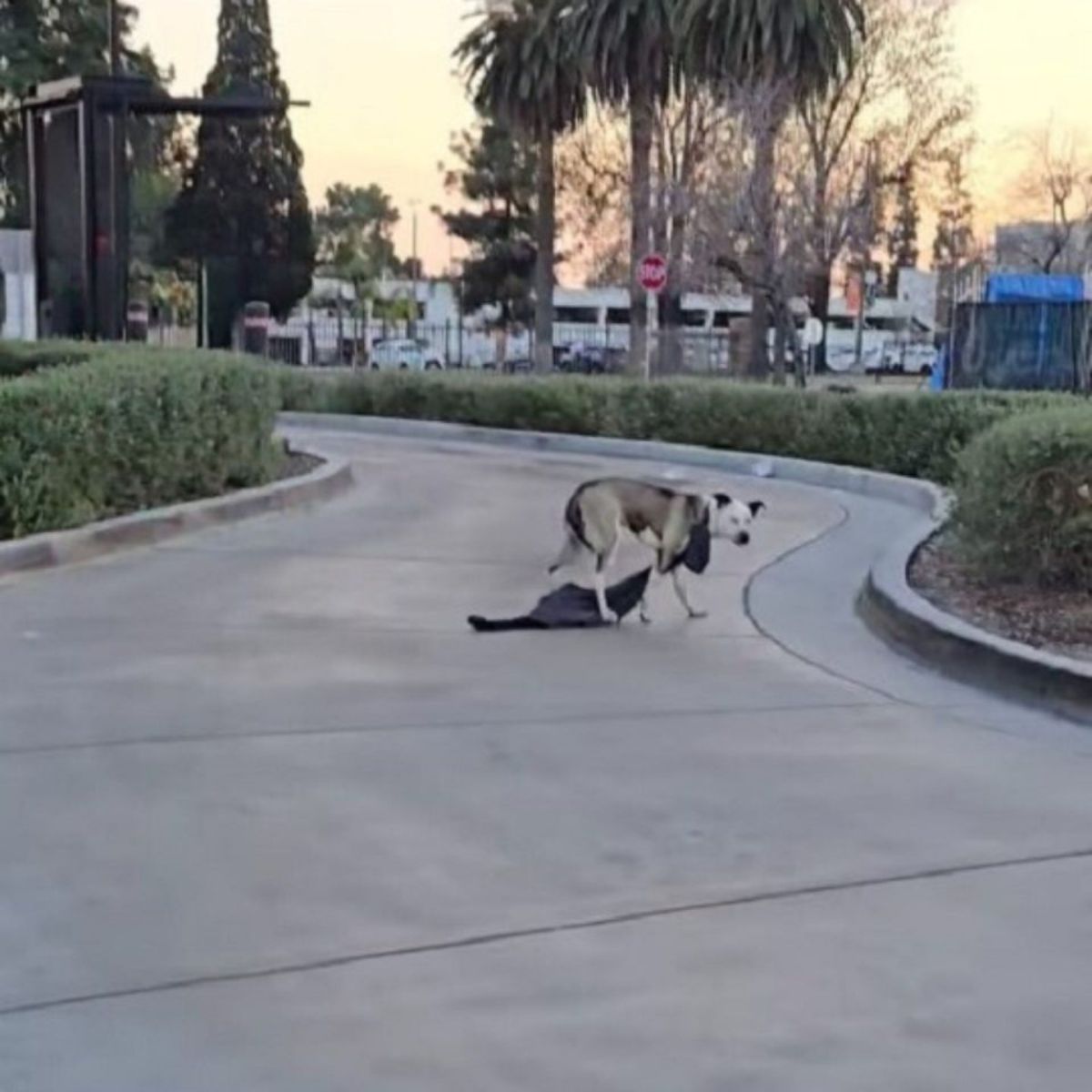 dog on street