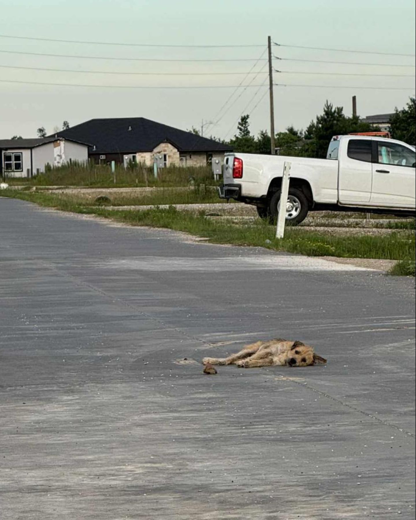 dog on street
