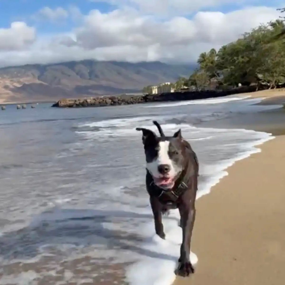 dog on the beach