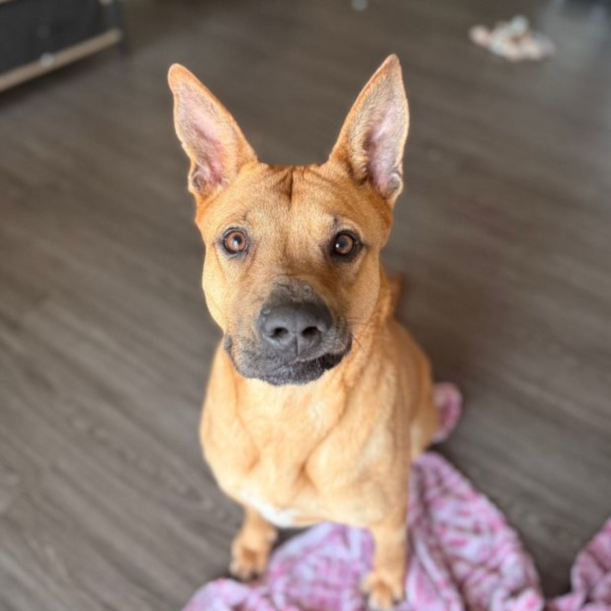 dog posing for picture