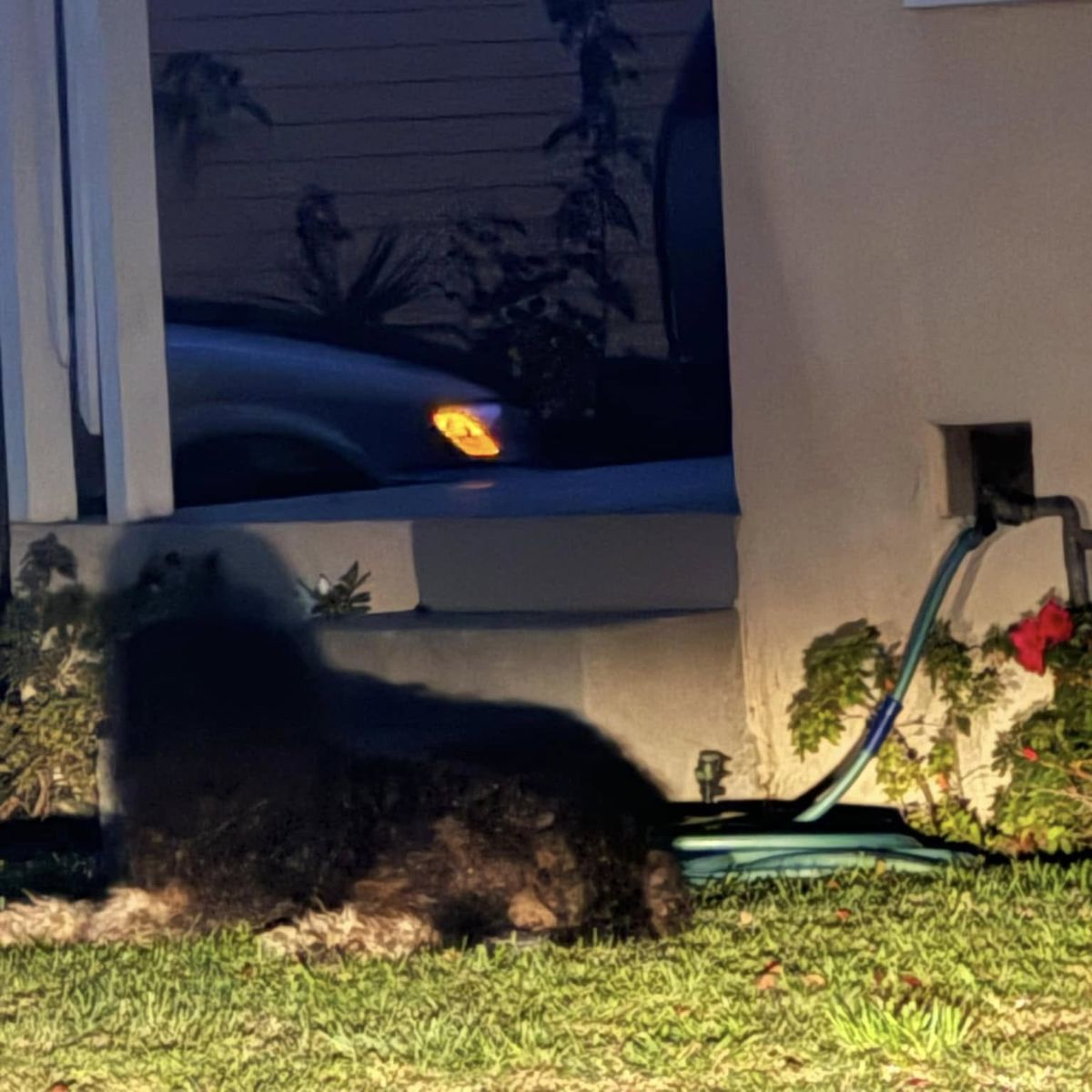 dog resting on grass