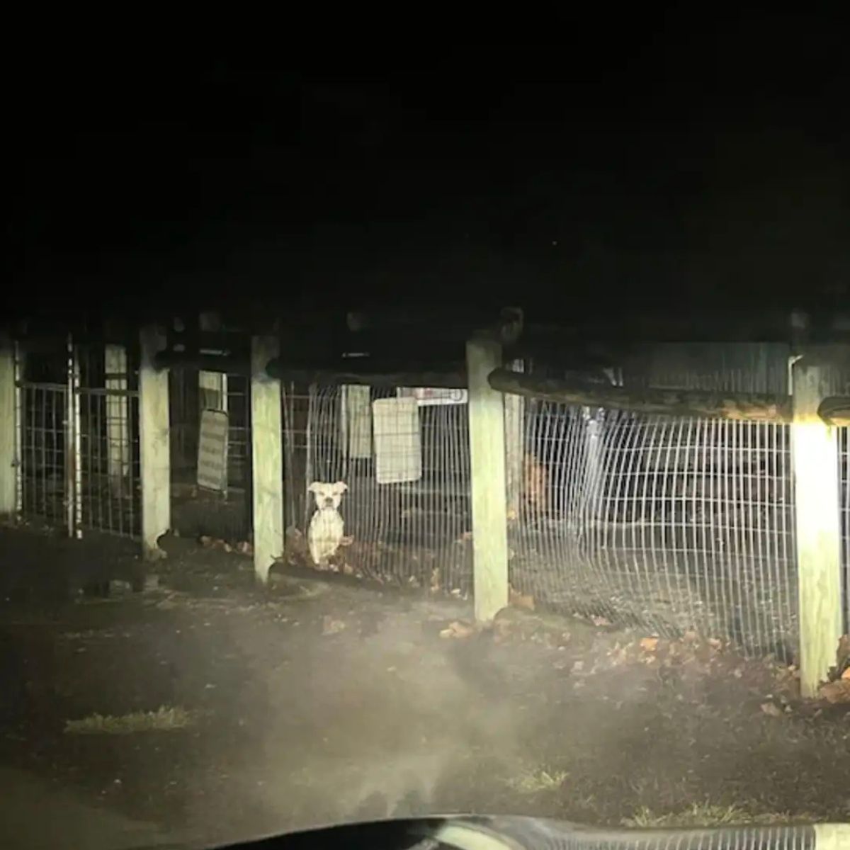 dog sitting near fence