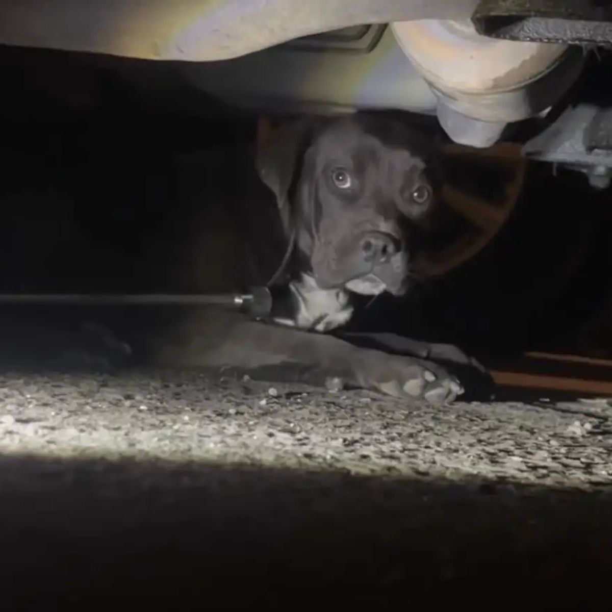 dog under car