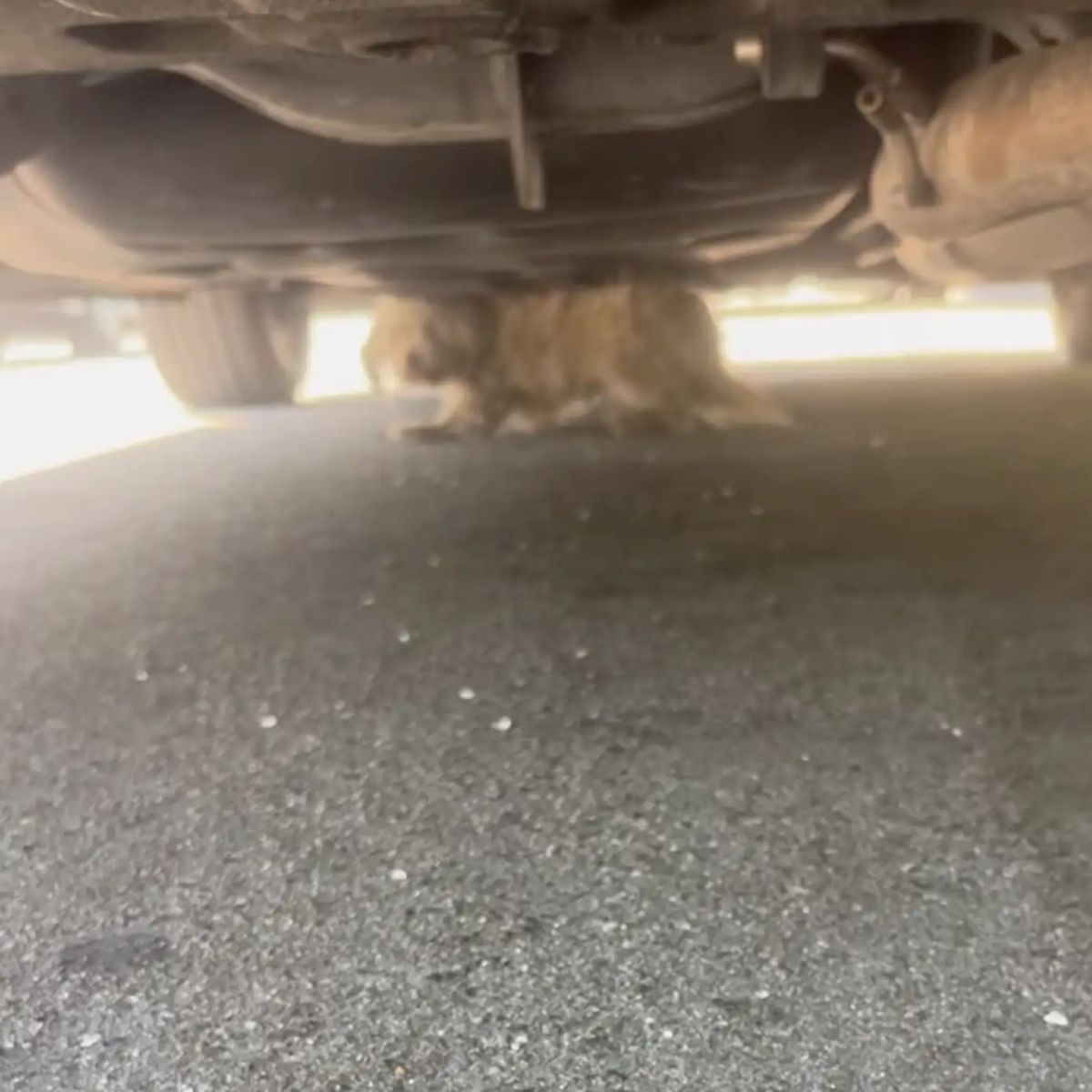 dog under car