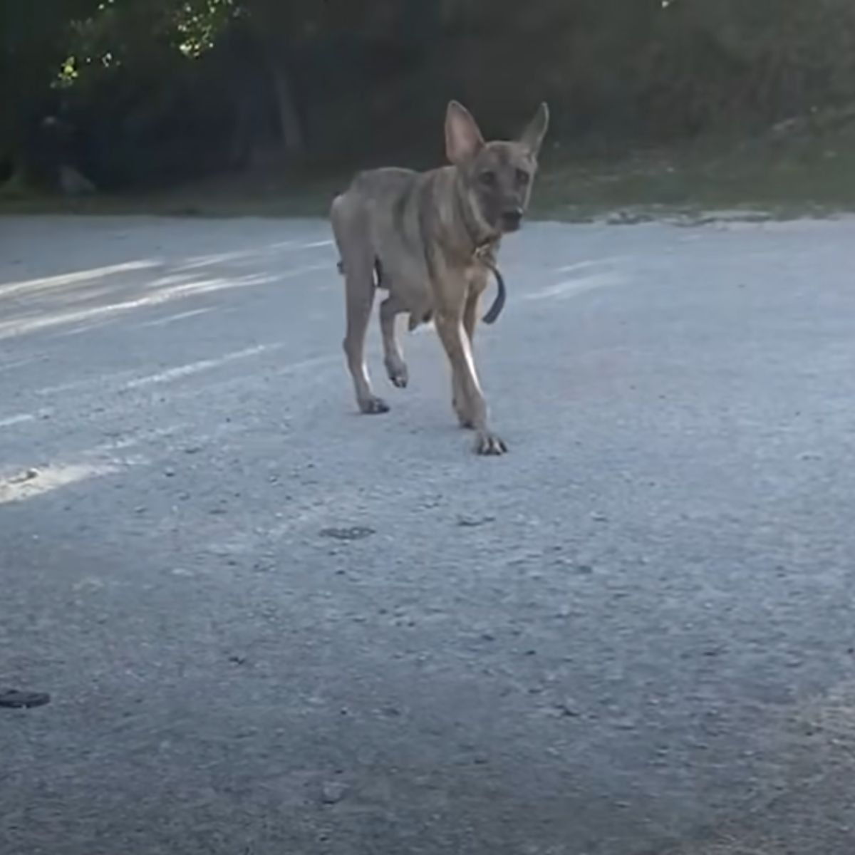 dog walking on road