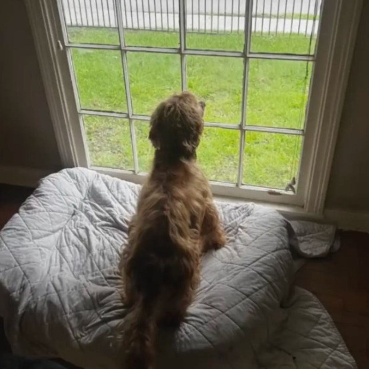 dog watching trough window