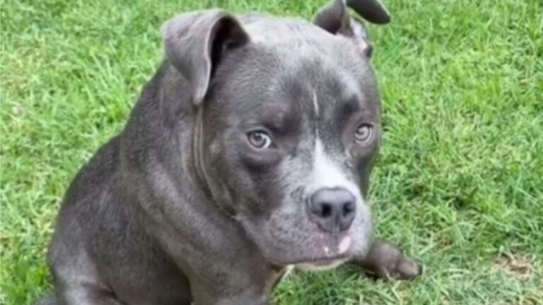 LA Shelter Finds A Dog With Rare Condition And A Note That Brings Everyone To Tears