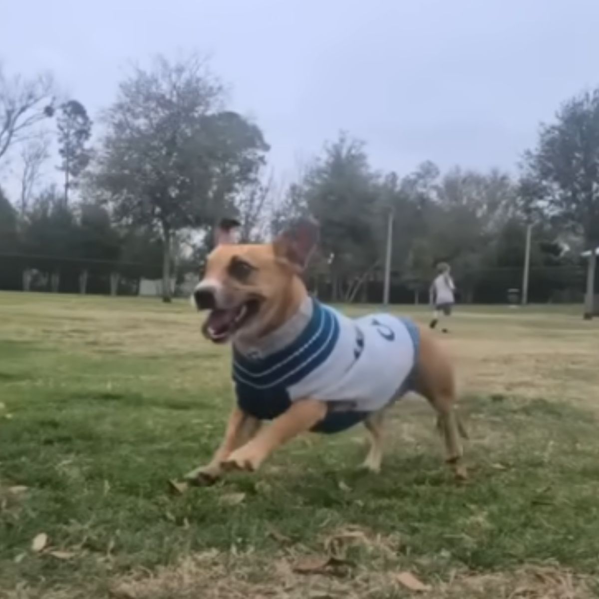 dog with shirt on
